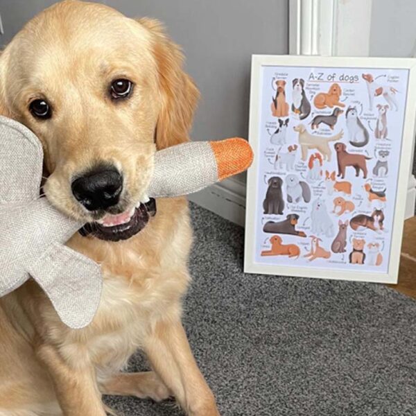 A Golden Retriever puppy with a framed alphabet dog print