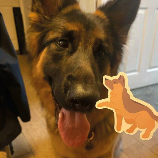 German Shepherd dog sticker