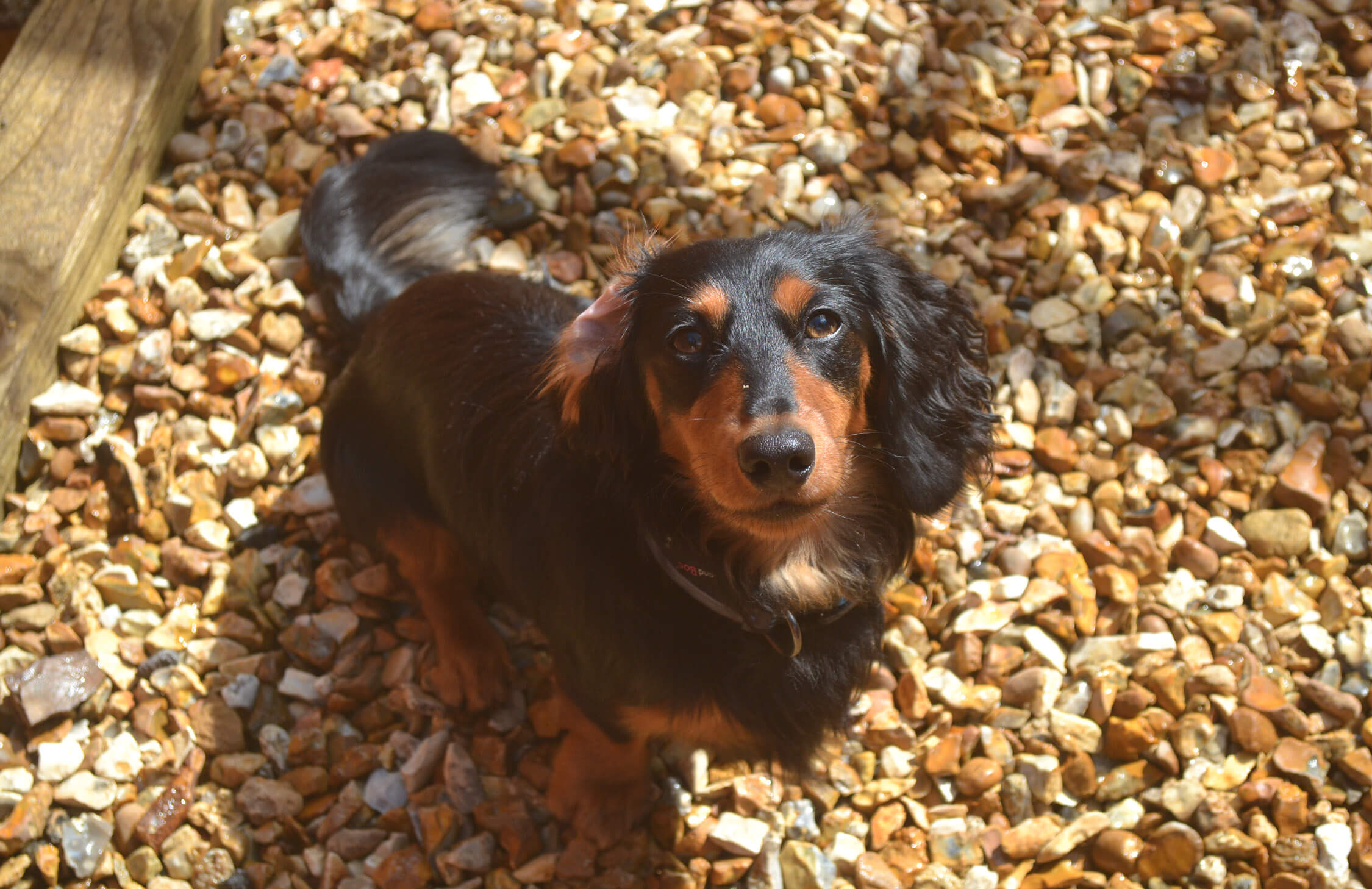 Dachshunds in hot sale need