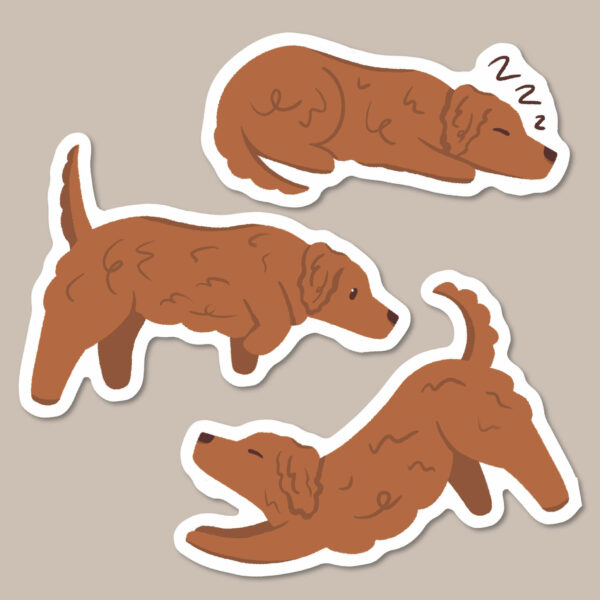 Red long haired Dachshund stickers
