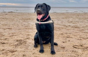 Black Labrador at the beach