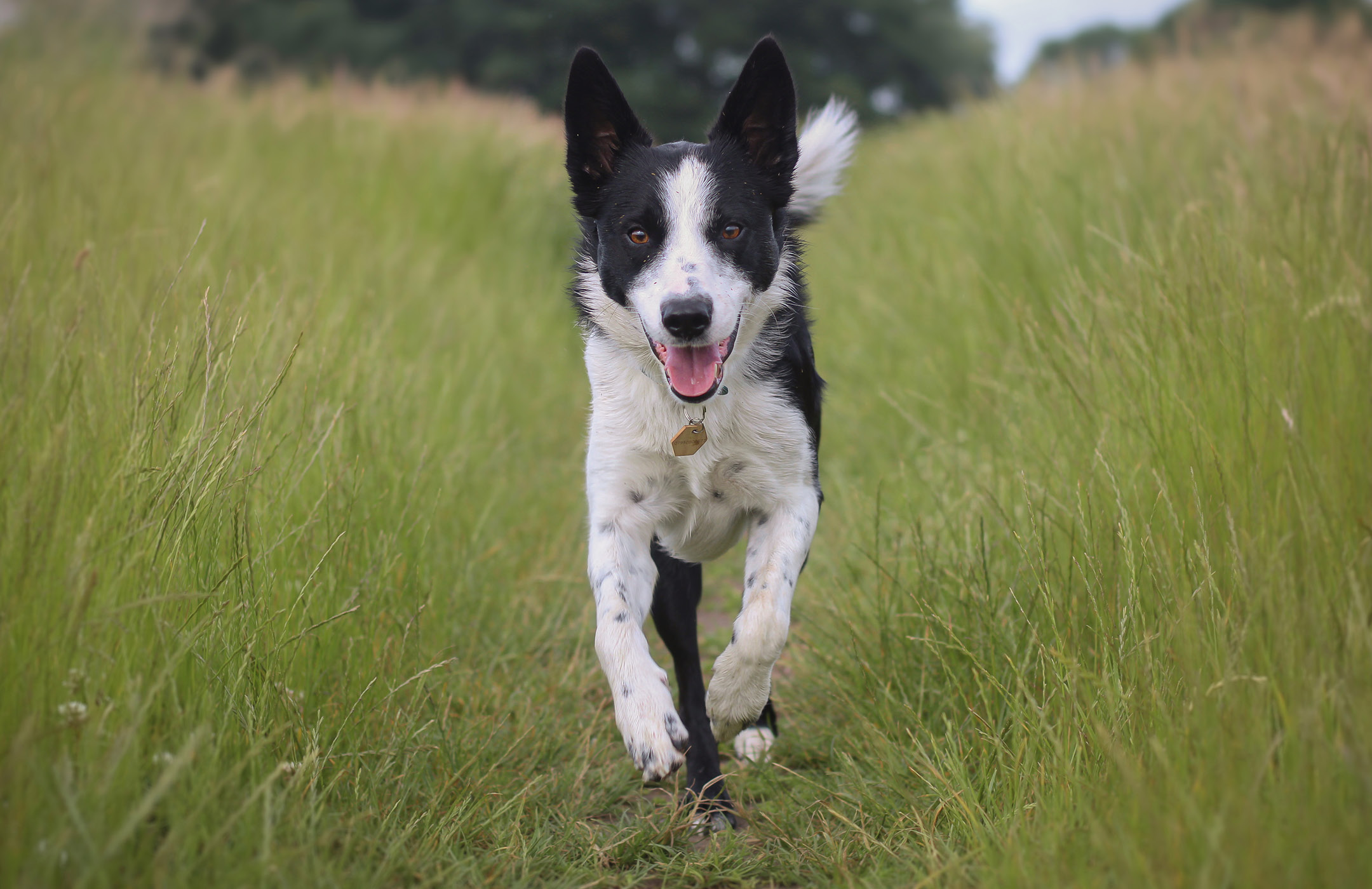 How fast does a border best sale collie run