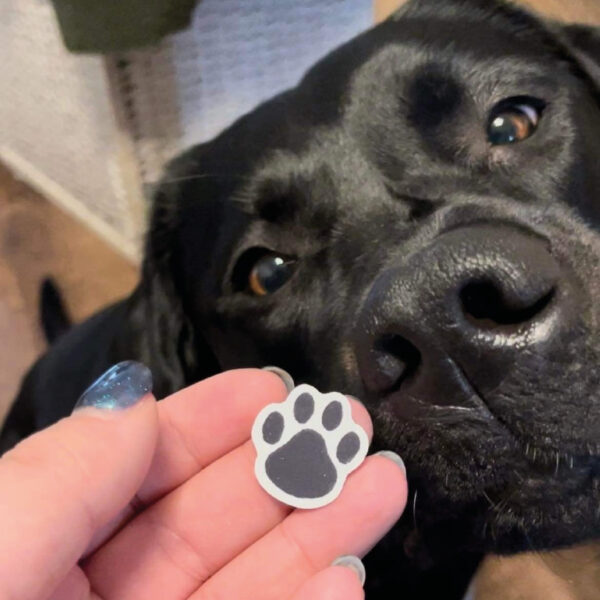 Black Labrador looking at small pawprint sticker